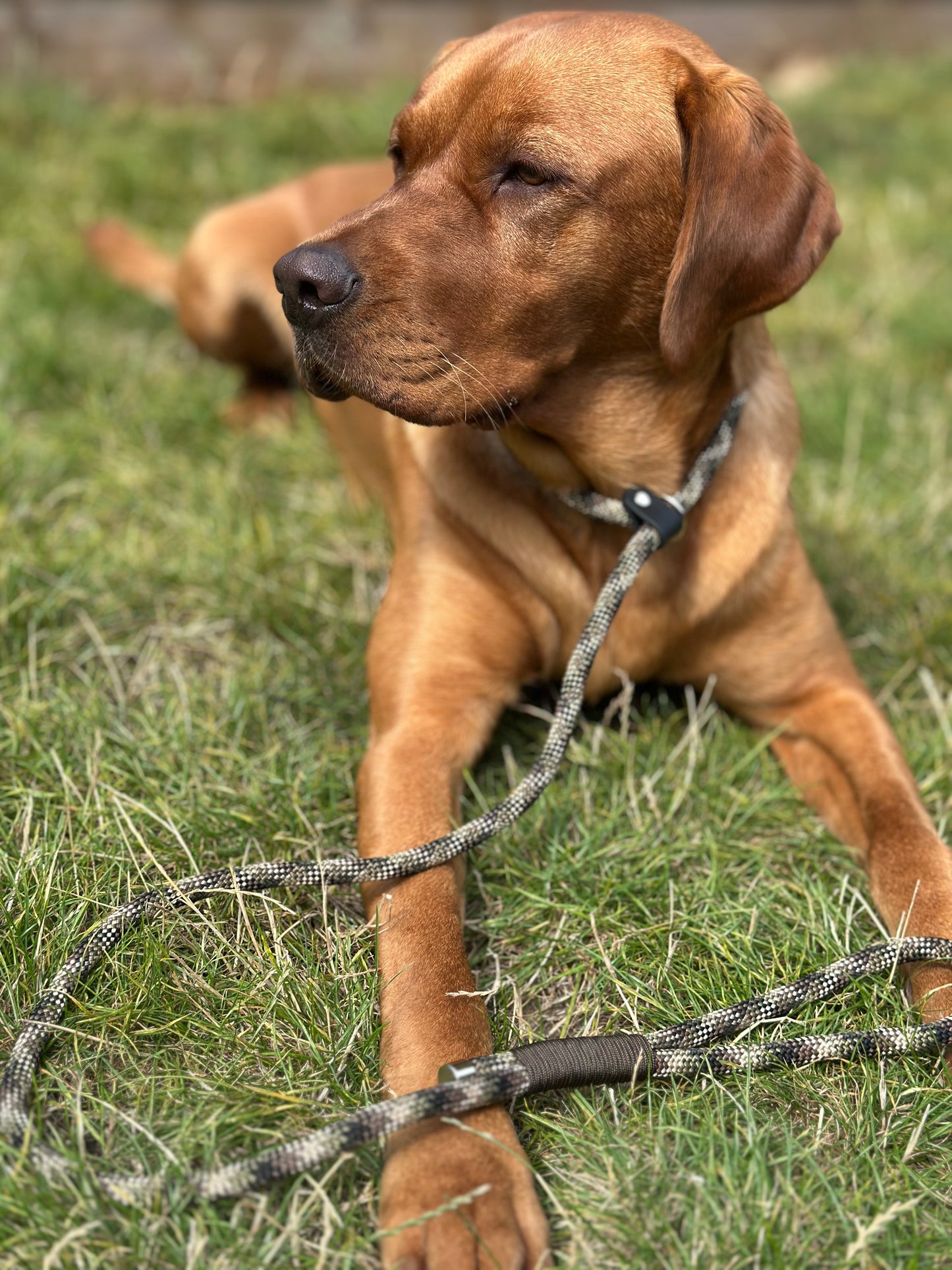 Slip Leads