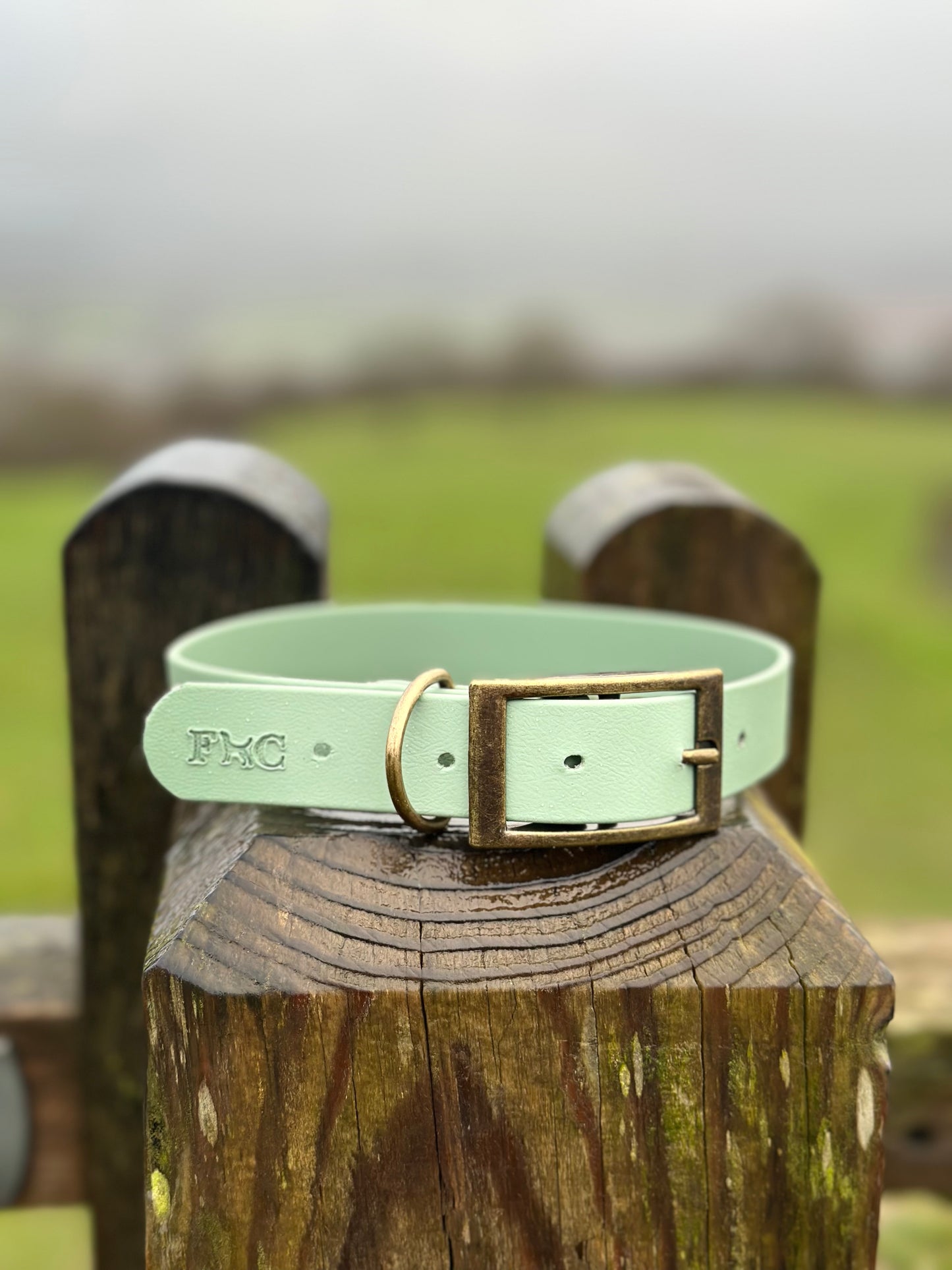 Basics Collars