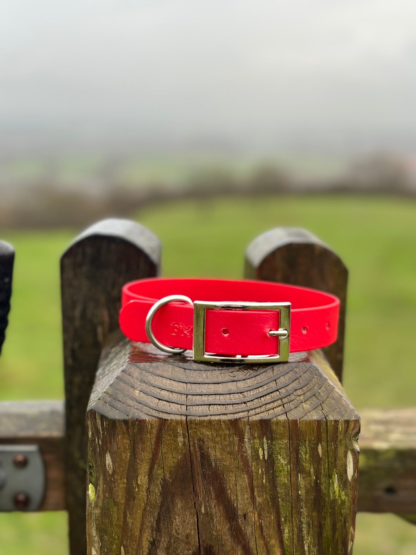 Basics Collars